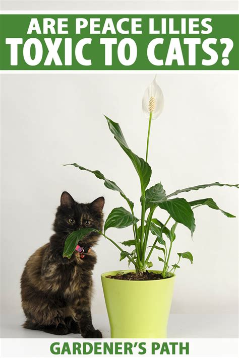 My cat ate a lily and nothing happened. Things To Know About My cat ate a lily and nothing happened. 